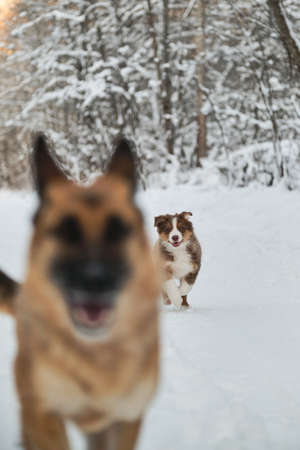 Two dogs have fun running along winter forest road. Adult German Shepherd and Aussie puppy walk together in snowy park. Australian Shepherd red tricolor. Unusual angle.の写真素材