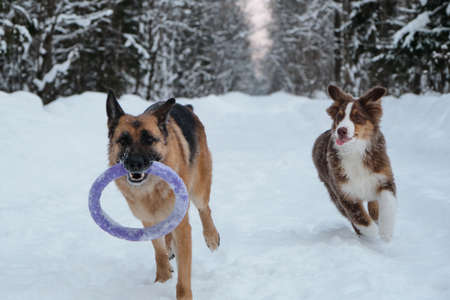 Red and black German Shepherd is running fast along snowy forest road with round toy. Active and...