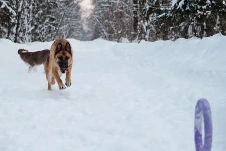 Active and energetic walk with dog in winter park. Aussie puppy walks behind. Red and black German Shepherd is running fast along snowy forest road and trying to reach blue round toy rolling ahead.の写真素材