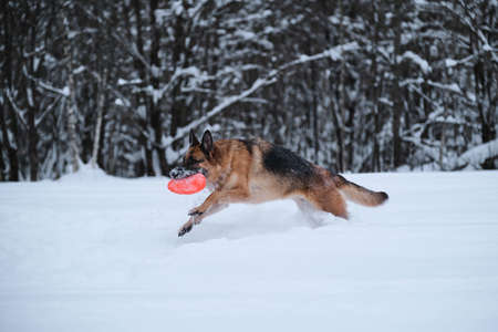 Black red German Shepherd runs quickly through snow against background of winter forest and holds...