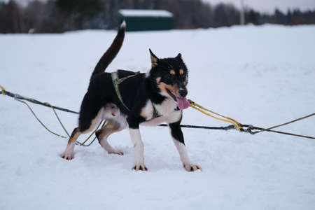 Northern sled dog breed, mix of best fast and energetic. Alaskan husky of black and white red color with erect ears is standing in harness and waiting for start of race.の写真素材
