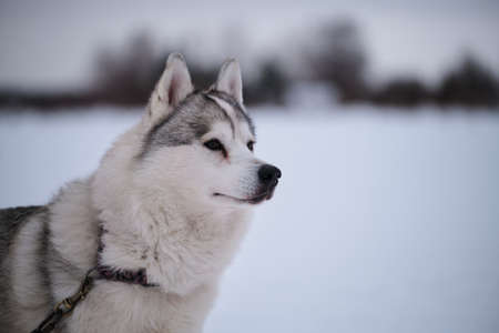 Siberian husky of gray white color with brown eyes stands on special steak out chain in winter and looks away. Very beautiful northern fluffy purebred dog. Strong and hardy. portrait in profile.の写真素材