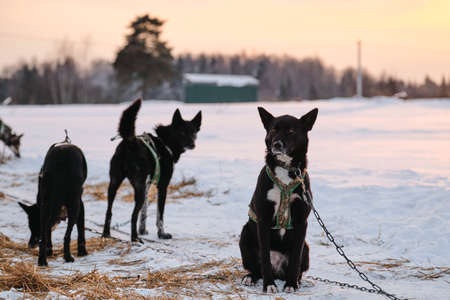 Athletic mestizos are sitting resting and gaining strength and energy. Sniffs snow and walks. The Northern sled dog breed Alaskan Husky is chained to steak out in snow in winter before start of race.の写真素材