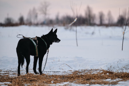 Black dog with gray muzzle in x shaped harness stands with back and looks away. The Northern sled...