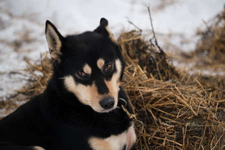 The northern sled dog breed is Alaskan Husky strong energetic and hardy. Black dog with red tan on its muzzle and paws lies in snow in winter and prepares for start of race.の写真素材