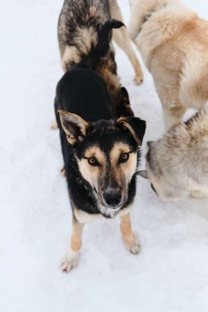 Black and tan cute Alaskan husky puppy. Dog is standing in snow and looking up, one ear is up, the other is lying. Funny mongrel in shelter.の写真素材