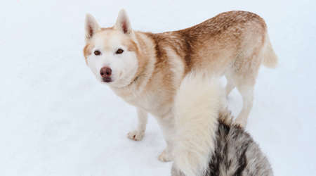 Portrait of red-and-white Siberian husky against background of white snow. Beautiful fluffy shaggy northern sled dog breed. Tail of gray dog got into frame too.の写真素材