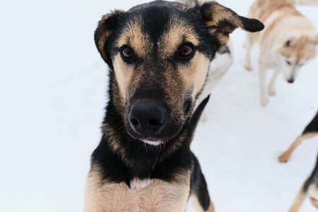 Black and tan cute Alaskan husky puppy with intelligent brown eyes, close-up portrait. Dog with funny different directions ears looks carefully. Funny mutt in shelter.の写真素材