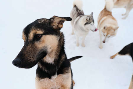Black and red Alaskan husky puppy in front. Two Siberian huskies red and gray in back. Kennel of northern sled dogs in winter on walk in snow.の写真素材