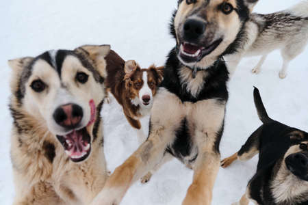 Group of several Alaskan husky puppies on walk on snowy winter day in kennel of northern sled dogs. close-up portrait. Adorable cute young dogs. Australian Shepherd in middle.の写真素材