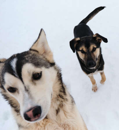Two Alaskan husky puppies on walk on snowy winter day in kennel of northern sled dogs. close-up portrait. Adorable cute young dogs.の写真素材