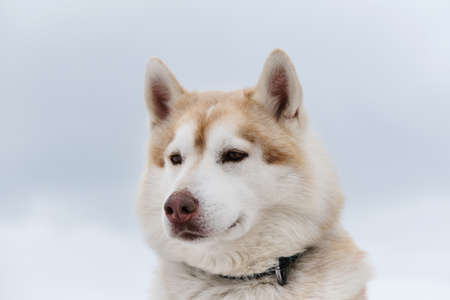Portrait of red-and-white Siberian husky against light cloudy sky. Beautiful north breed riding. Smart dog with brown eyes.の写真素材