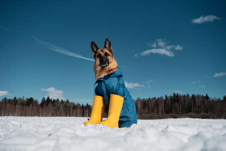 German Shepherd in blue jacket and yellow rubber boots sits in snow against clear blue sky with...