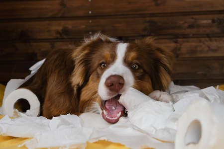 Aussie is young crazy dog gnawing on napkins. Dog is alone at home entertaining by eating toilet paper. Charming brown Australian Shepherd puppy is playing with paper on bed on yellow blanket.の写真素材