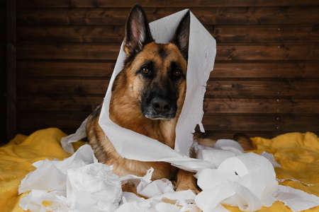 Dog is alone at home entertaining by eating toilet paper. Charming German Shepherd dog playing with paper lying on bed. Young crazy dog is making mess at home.の写真素材