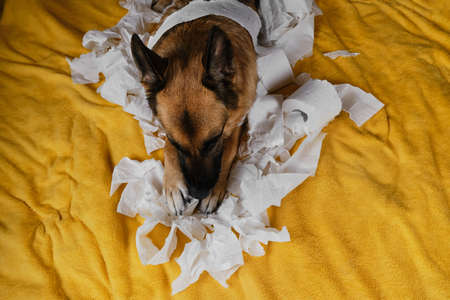 Dog is alone at home entertaining by eating toilet paper. Charming German Shepherd dog playing with paper lying on bed. Young crazy dog makes mess and rejoices. view from above.の写真素材