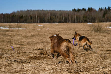 Purebred dogs have fun together. rear view. Two Shepherd German and Australian best friends are...