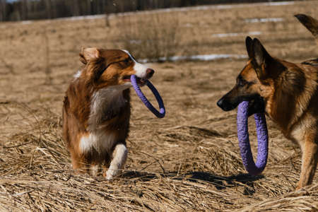 Two Shepherds German and Australian are best friends running in field with dry grass on clear sunny...