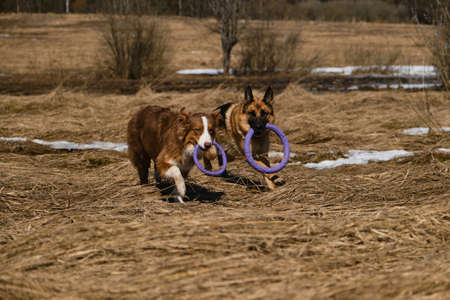 Two Shepherds German and Australian are best friends running in field with dry grass on clear sunny...