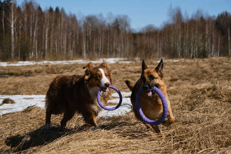 Two Shepherds German and Australian are best friends running in field with dry grass on clear sunny day with toys rings in their teeth. Purebred dogs have fun together.の写真素材