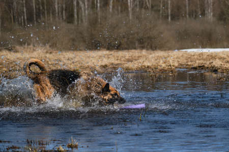 German Shepherd dives into puddle and tries to get toy ring and splashes fly in different...