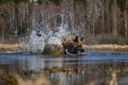 German Shepherd dives into puddle and tries to get toy ring and splashes fly in different...