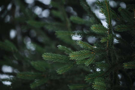 Coniferous tree close-up. An evergreen plant is a live spruce in the forest. A pine branch with...
