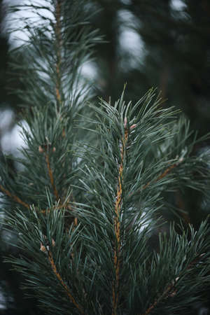 Spruce branches close-up. Minimalistic vertical background with evergreens. Needles on the branches...