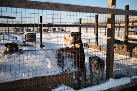Three small Alaskan husky puppies in winter behind fence in aviary in snow. Stray dogs are waiting...