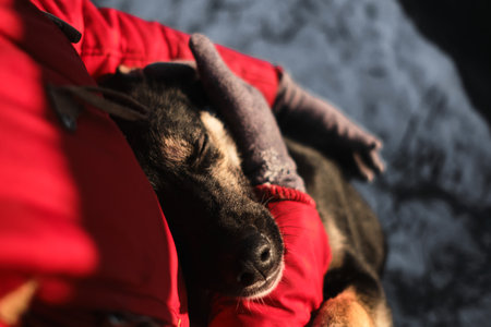 Touching the dog's muzzle with hands is a close-up portrait. Woman came to an animal shelter to choose a dog for herself. Northern sled puppies Alaskan huskies communicate with a person.の写真素材