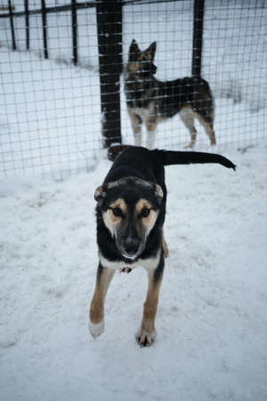 A black and tan little puppy in an aviary in winter in the snow. A young Alaskan husky. Homeless dog...