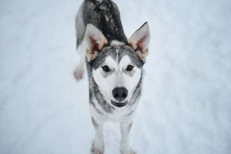 The mutt looks like a Siberian husky standing in the white snow and looking up. A beautiful Alaskan...