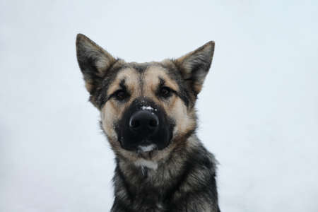 Gray red mutt on background of white snow muzzle portrait close up. Fluffy shaggy Alaskan husky with...