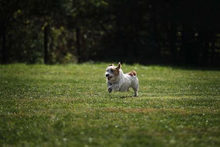 Wire haired Jack Russell Terrier runs fast across the field in park and has fun outside. Active...