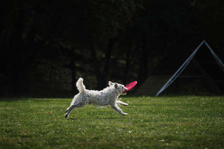 dog frisbee. Wire-haired Jack Russell Terrier is having fun playing on the field with flying saucer....