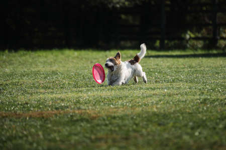 dog frisbee. Wire-haired Jack Russell Terrier runs quickly through green grass and tries to grab flying saucer with teeth. Competitions of dexterous dogs of all breeds.の写真素材