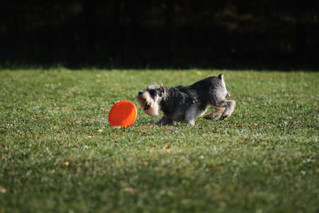 dog frisbee. Gray miniature Schnauzer runs quickly through green grass and tries to grab flying saucer with teeth. Competitions of dexterous dogs of all breeds.の写真素材
