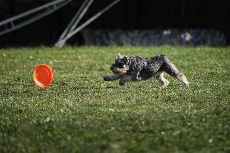 dog frisbee. Gray miniature Schnauzer runs quickly through green grass and tries to grab flying saucer with teeth. Competitions of dexterous dogs of all breeds.の写真素材