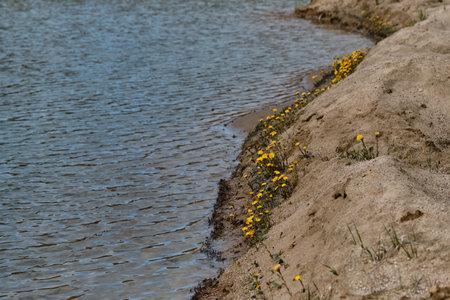 Tussilago grows from sand near water. Small yellow spring early wild flowers grow on the shore next to a river or lake.の写真素材