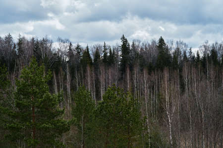 Mixed forest coniferous and deciduous trees without leaves in early spring. White trunks of birch trees. Green needles of firs and pines away from the city.の写真素材