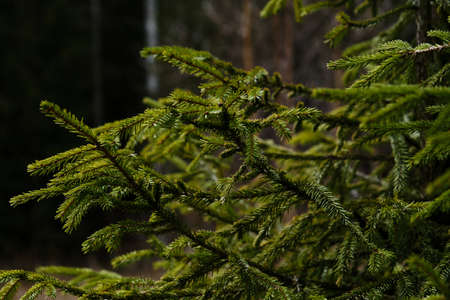 Bright green branches of young spruce close-up. Branches of the tree with needles are beautifully...