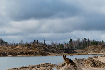 Beautiful black and red German Shepherd stands on the sandy bank of the river. Traveling with a...