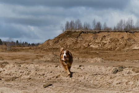 Australian Shepherd puppy with funny happy face runs across sand on warm sunny day. Sand dunes and quarries. Aussie dog red tricolor in nature.の写真素材