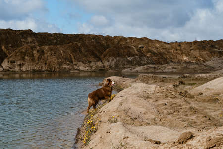 Aussie red tricolor in nature. Yellow flowers grow near water. Australian Shepherd puppy with funny...