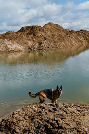 A beautiful black and red German Shepherd stands on the sandy bank of the river. Traveling with a thoroughbred dog in nature. A lake with sand and a happy dog wants to swim. sand dunes.の写真素材
