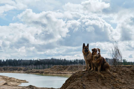 Two Shepherds German and Australian sit on top of sand dune and look into distance. Dogs on sand quarry high on cliff on warm sunny day with view of river. Aussie puppy and adult shepherd.の写真素材