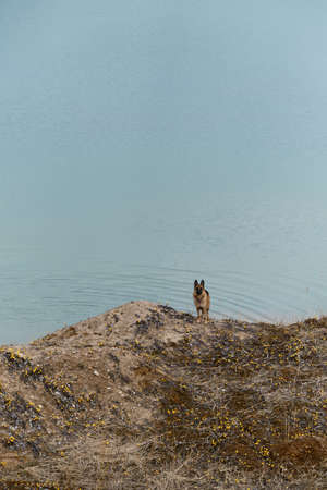 Traveling with thoroughbred dog in nature. A lake and a happy dog wants to walk. Beautiful German Shepherd stands on edge of cliff with glade of yellow flowers against background of blue river.の写真素材