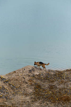 Beautiful black and red German Shepherd walks along sandy beach with glade of yellow flowers on...
