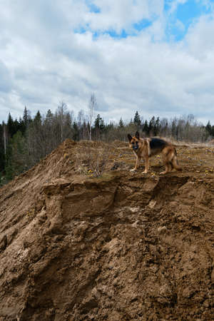 A German Shepherd stands on a sand quarry against the background of a mixed forest. A dog stands on the edge of a sandy cliff and looks ahead. Traveling with a pet in nature.の写真素材