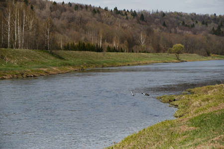 Two white seagulls fly over the river against the background of a spring forest. Nature of the...